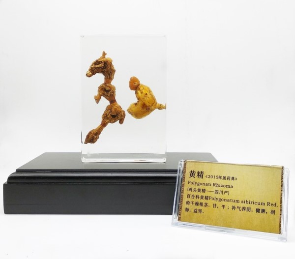 1534234687945107.jpg 鸡头黄精——四川_副本_副本.jpg