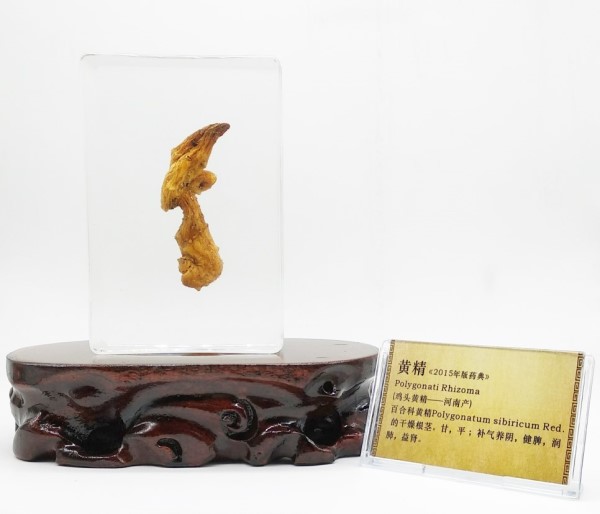 1534235041500846.jpg 鸡头黄精——河南_副本.jpg