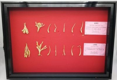 1534318565128527.jpg 金银花与山银花_副本.jpg