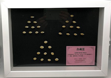 1534319416627317.jpg 白扁豆_副本.jpg