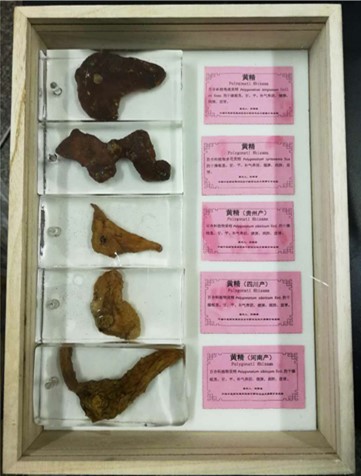 1534320473127167.jpg 黄精.jpg